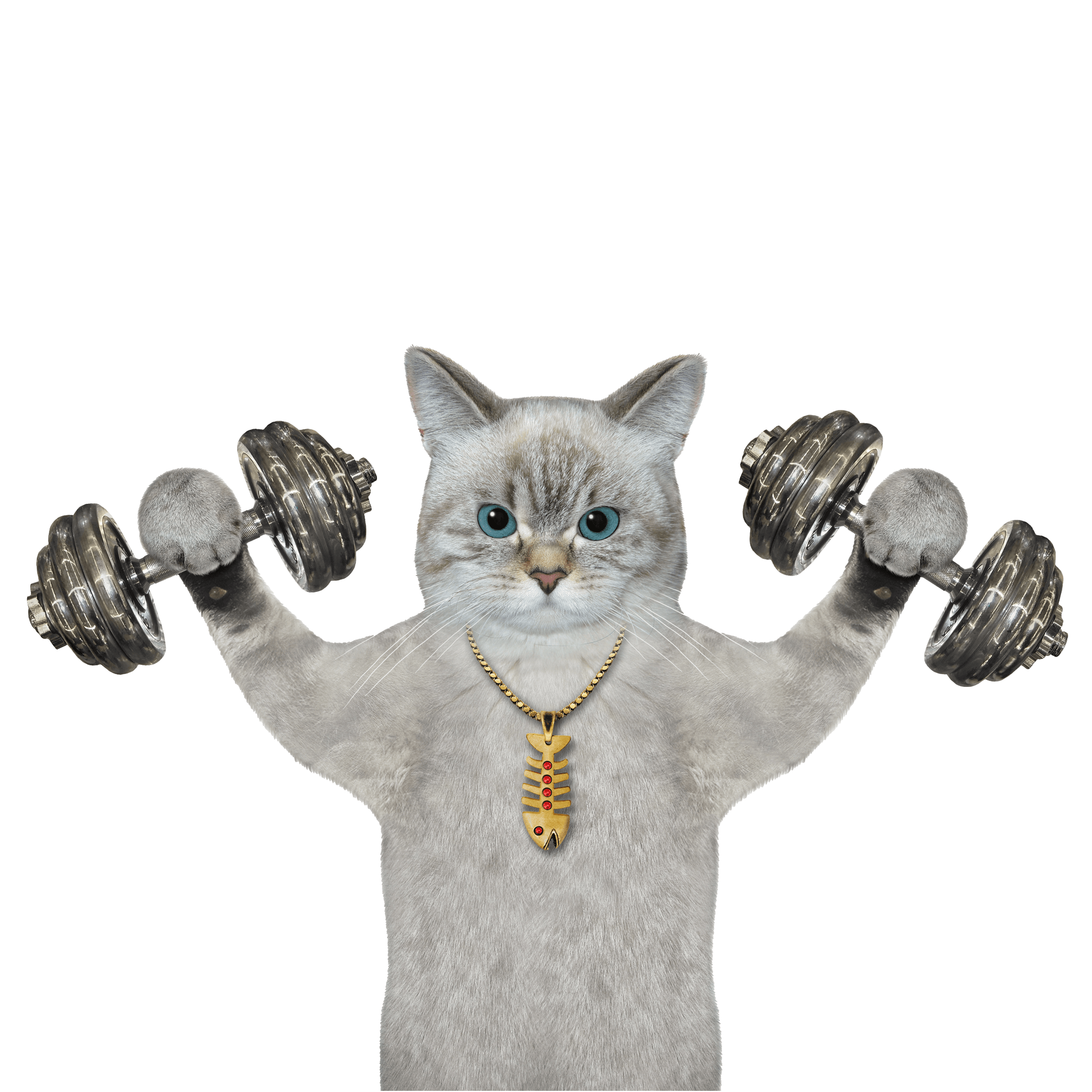 Humorous image of a grey cat with dumbbell in each paw and gold fish necklace
